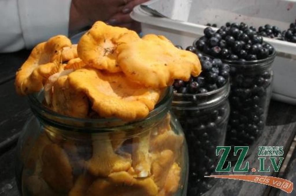 Ogojot var tikt arī pie šogad pirmajām gailenēm....