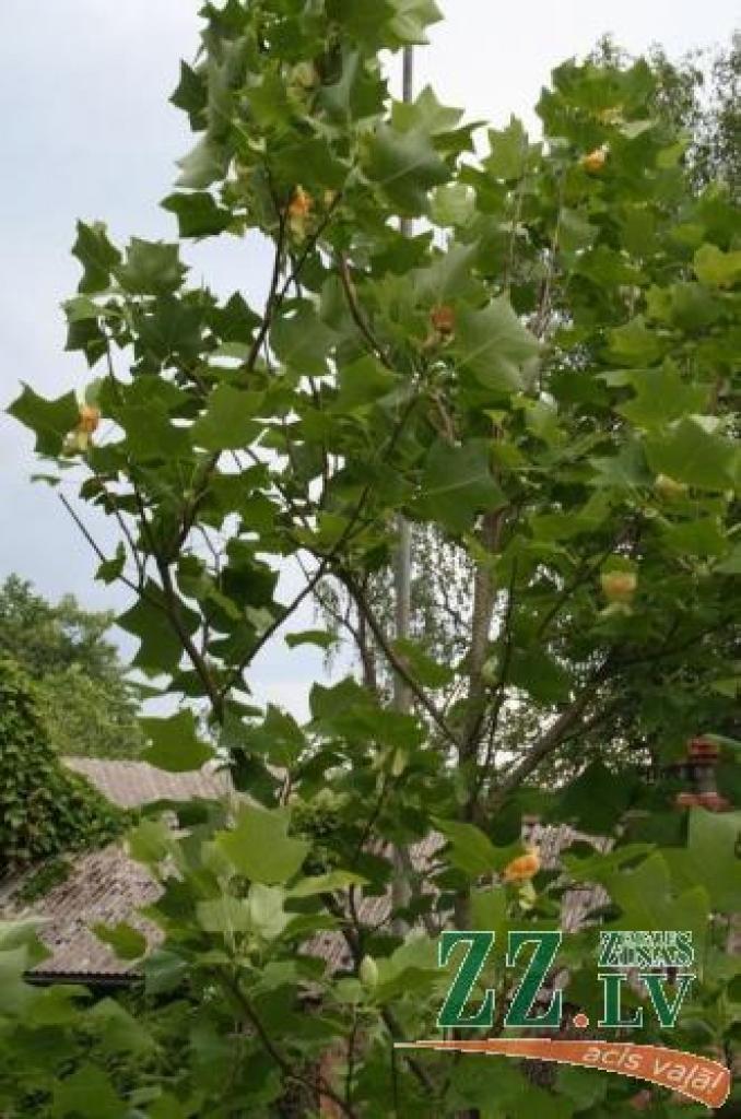 Pirms 20 gadiem nosalušā tulpju koka atvases izturējušas mīnus 34 grādu salu un dāvājušas ziedus.