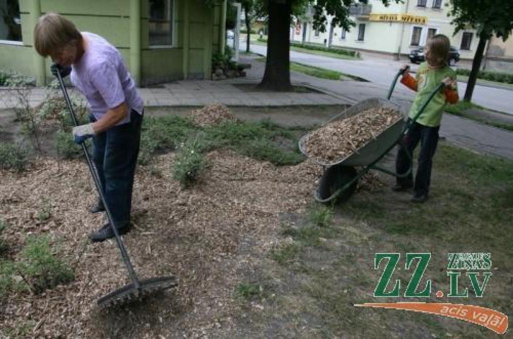 Alunāna, Stacijas un Raiņa parkā ap krūmu grupām ieklāj gaišo šķeldu, kas pildīs mulčējamā materiāla funkcijas – zāliena fonā izcels dobes, mazinās nezāļu augšanu, saglabās mitrumu un augsnei dos barības vielas.