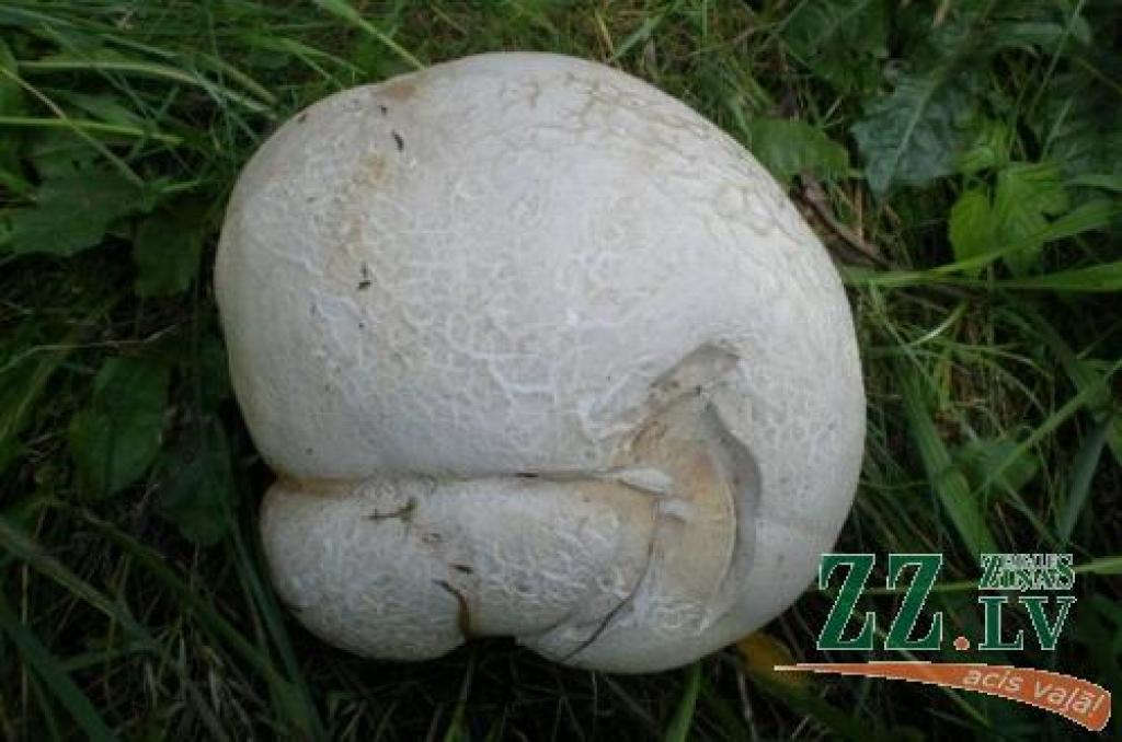 Zaļeniekos izaudzis neredzēti liels pūpēdis.