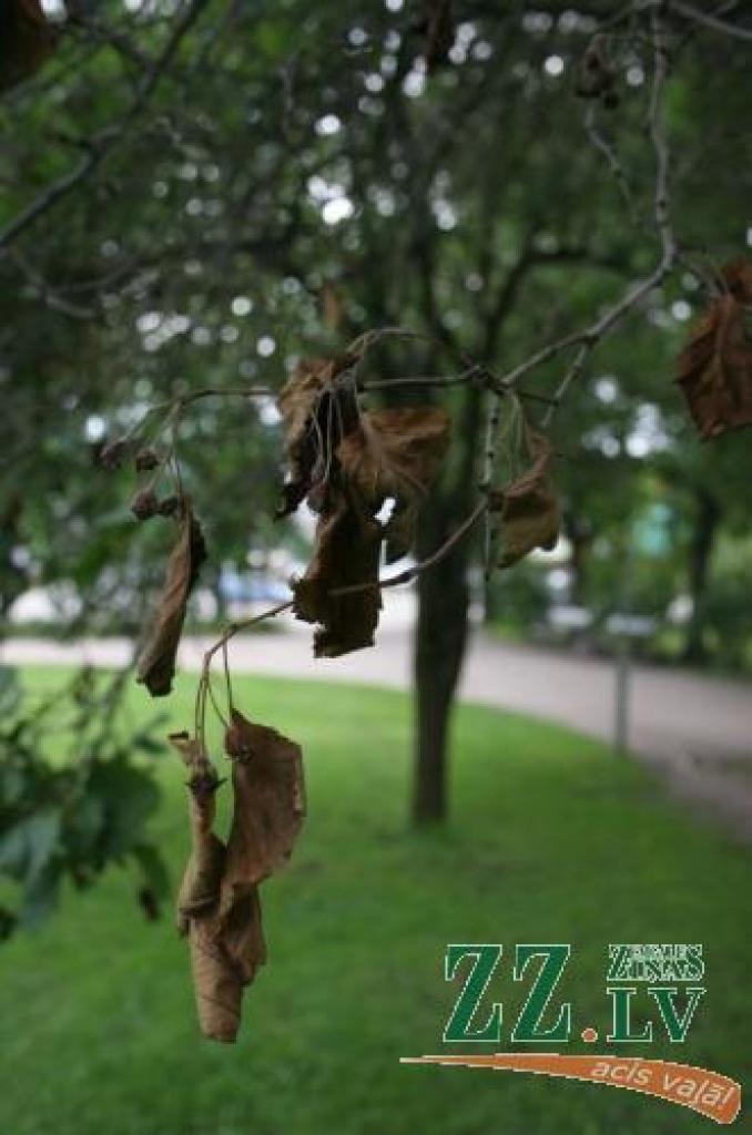 Raiņa parkā Jelgavā vilkābeļu alejā vairākiem kokiem nokaltuši veseli zari – labas nobrūnējušas, augļi sakaltuši.