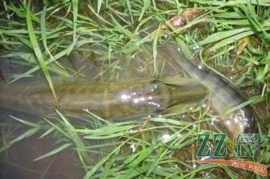 Vircavas upē galu sagaidījusi zaļsvārce līdaka un asarītis.