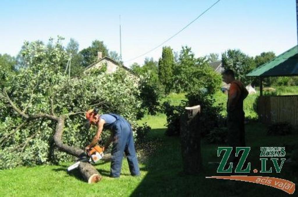 Dienā var sadedzināt ap 20 - 30 koku, tos izved ārpus ciemata centra un iznīcina klajā laukā.