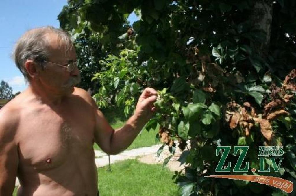 «Tūlīt pēc Jāņiem ābelēm sāka kalst lapas, domāju – vainojams kāds skābais lietus, tinējs vai citi kaitēkļi, tāpēc sākumā smidzināju ar deci,» saka Edgars Buls, māju «Galdiņi» saimnieks.