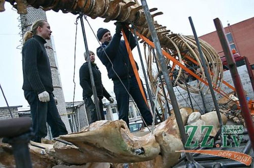 Šā gada februārī kuprvaļa skeletu uzmontēja uz kravas automašīnas platformas un nogādāja Latvijas Dabas muzejā.