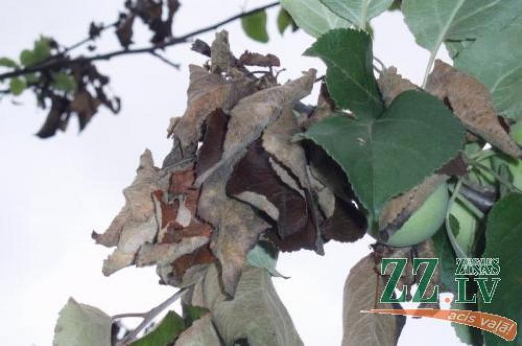 Slimības ietekmē ziedi novīst, nomelnē un iet bojā, parasti paliekot pie auga. Pumpuri un jaunie dzinumi novīst, nobrūnē un deformējas.