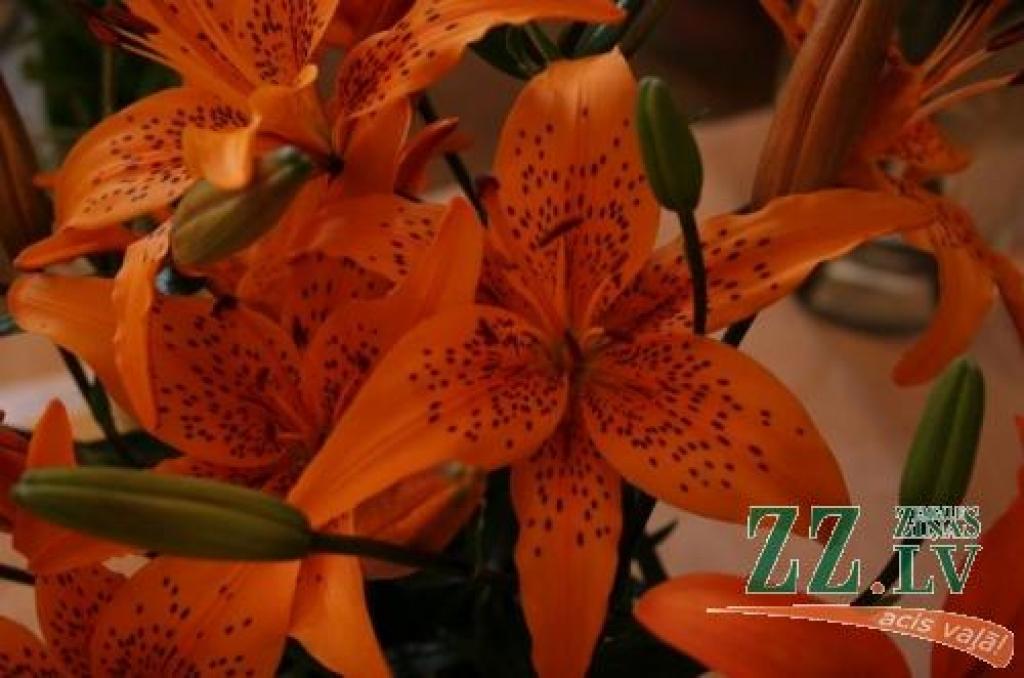 Krāšņajiem ziediem piemīt ne vien toņu daudzveidība, samanāmas arī svītras, punktiņi un plankumi.