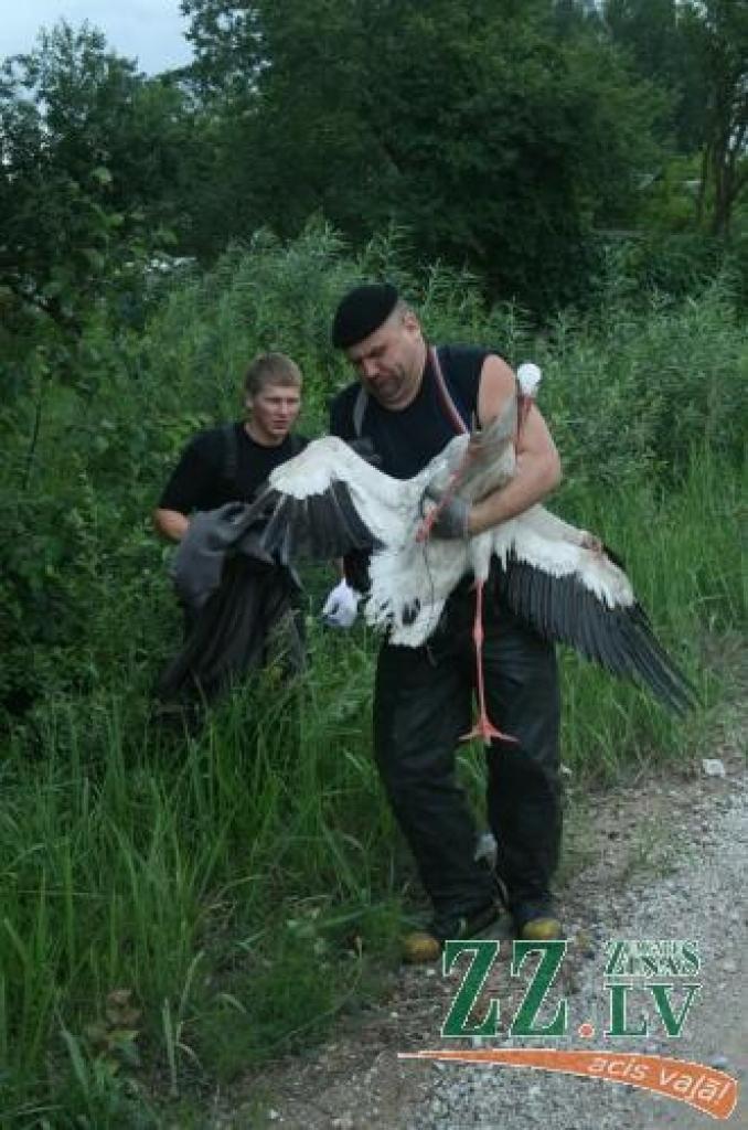 Glābēji traumēto putnu sagūstīja ceļa malas grāvī.
