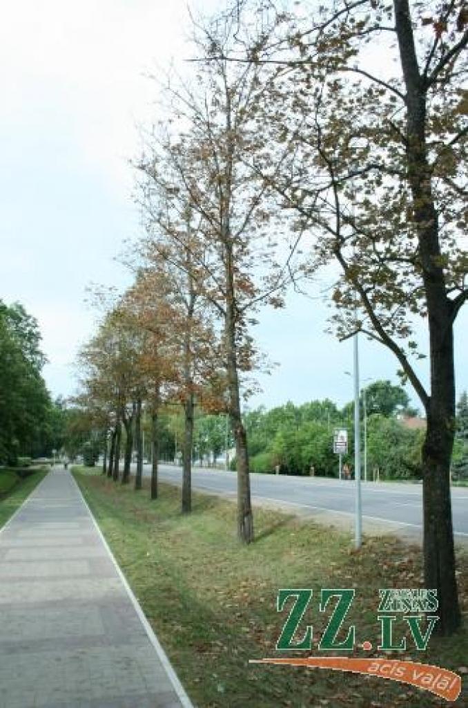 Lai arī vasara vēl pašā plaukumā, Rīgas ielas kļavu lapas jau noklāj zemi.