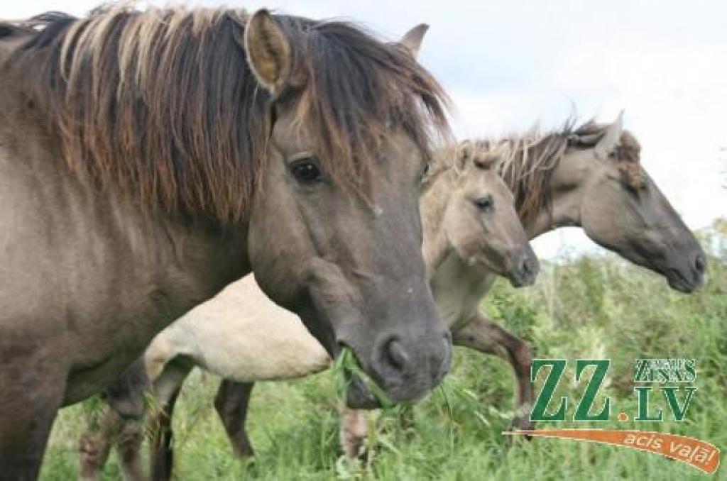 Nīderlandes zirgiem ir iespēja nogaršot Latvijas zālīti.
Autors: Inga Karlinska.