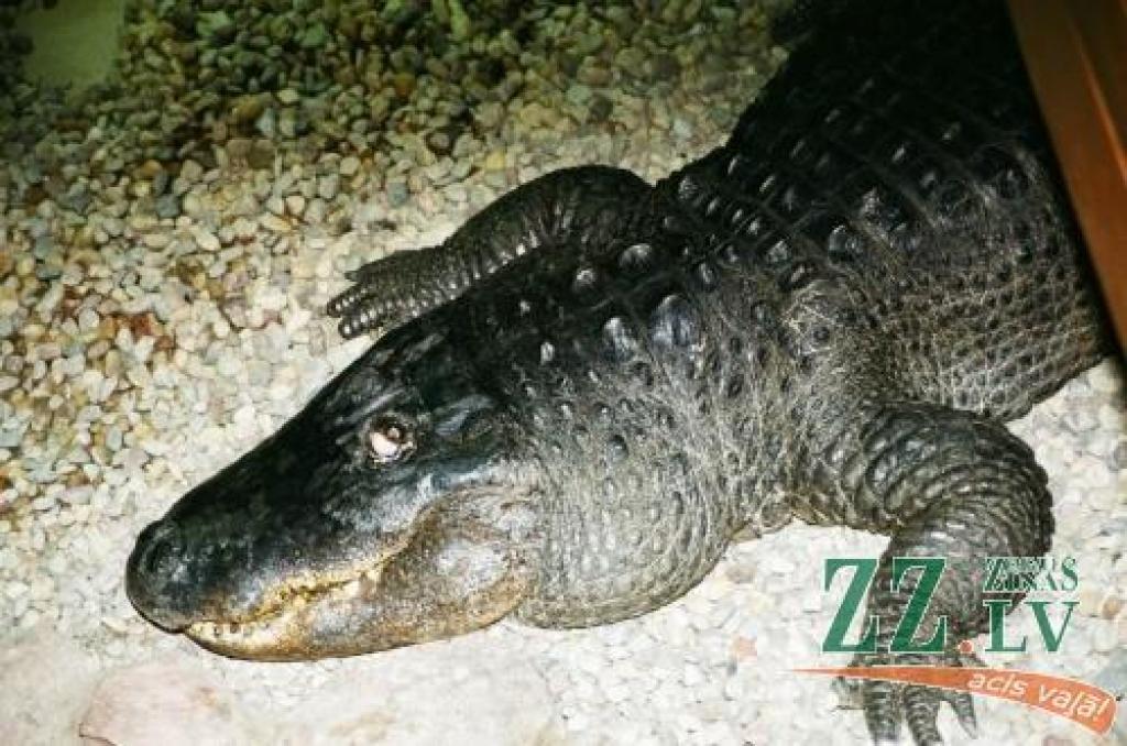 Čabulītis, agrākos laikos arī saukts par Ulmanīti, Ali un Genu, lielāko mūža daļu nodzīvojis vecajā Krokodilu mājā, bet vecumdienas pavadījis komfortablajā Tropu mājā. Katru gadu pie zoodārza ilgdzīvotāja viesojušies vidēji 300 tūkstoši apmeklētāju.
Autors: Māris Lielkalns.