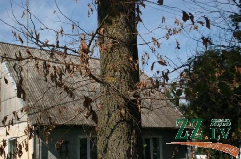 Speciālisti domā, ka gobu bojāejā vainojama postīgākā šīs sugas kaite – dzelteno karogu slimība –, ko ierobežot nav iespējams.
Autors: Agris Samcovs.