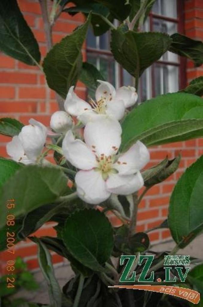 Karstais un mitrais laiks ābelītei «sajaucis prātu». Pavasara potējums augusta vidū rotājas skaistiem ziediem gluži kā maijā. 
Autors: No Zigrīdas Cīrules albuma.