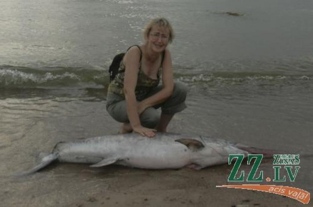 Mūsu ūdeņos medniece, iespējams iemaldījusies, sekojot līdzi reņģu vai brētliņu baram. Salīdzinot ar vidējo cilvēka augumu, zivs lielums patiešām ir iespaidīgs.
Autors: Andris Zaļkalns.