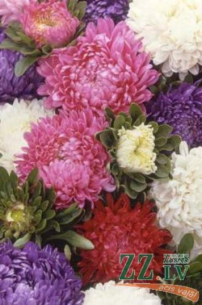 Izstādē Latvijas Dabas muzejā būs aplūkojamas aptuveni 90 asteru šķirnes.
Autors: No http://www.nickys-nursery.co.uk