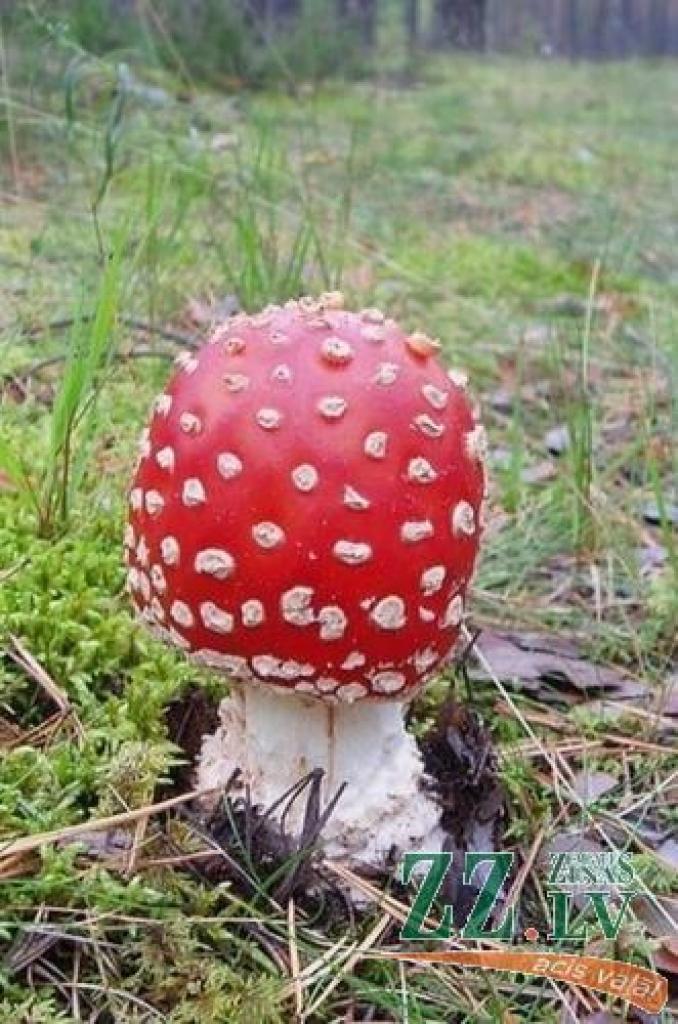 Viena no sēnēm, ko savā ēdienkartē nevajadzētu iekļaut - sarkanā mušmire.
Autors: No «Ziņu» arhīva.