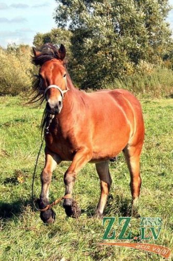 Lai arī daži saimnieki aizvien mēdz zirga priekškājas ganībās sasaitēt, lai lops nevarētu strauji pakustēties un norauties no ķēdes, zirgkopības speciālisti tādu attieksmi pret dzīvnieku sauc par barbarismu.
Autors: Agris Samcovs.