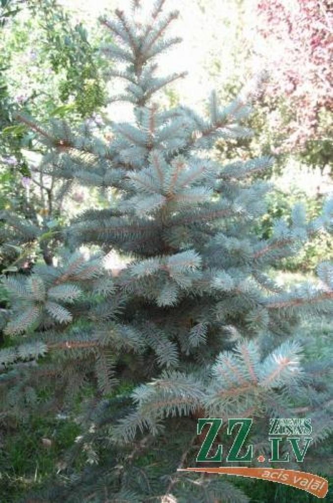 Stādaudzētāji atzīst, ka pircēji kļuvuši izvēlīgāki – prasa retus augus, ar interesantu vainaga formu, citos dārzos neredzētu lapu un skuju krāsu. Lai savu augu sortimentu paplašinātu, izsolē Rudens Stādu parādē Zaļenieku kokaudzētavas saimnieks Imants Parfenovičs iegādājās Dimzās audzēto Sibīrijas egles šķirni ar zilganām skujām.
Autors: No autora arhīva.