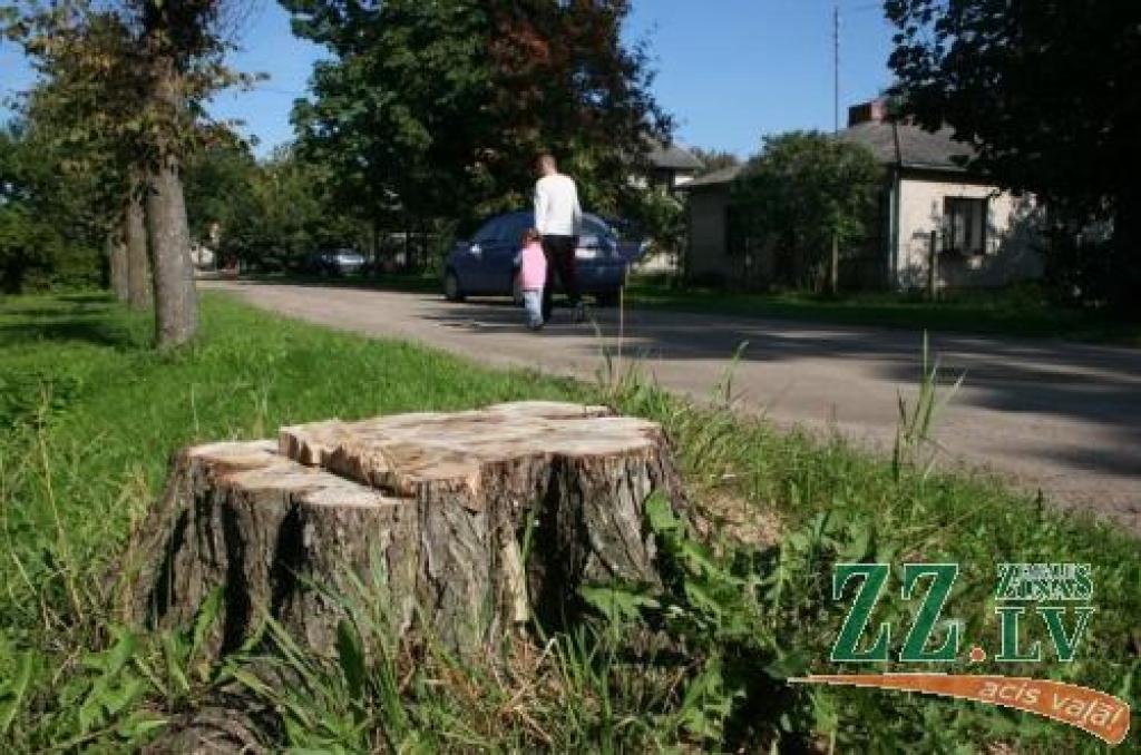 Tā saucamo gobu Holandes slimību, kas skārusi virkni augu Celtnieku ielā, var ierobežot, vienīgi izcērtot kokus. Taču noteikti jācenšas ierobežot koksnes kaitēkļus, kas kaiti izplata.
Autors: Agris Samcovs.