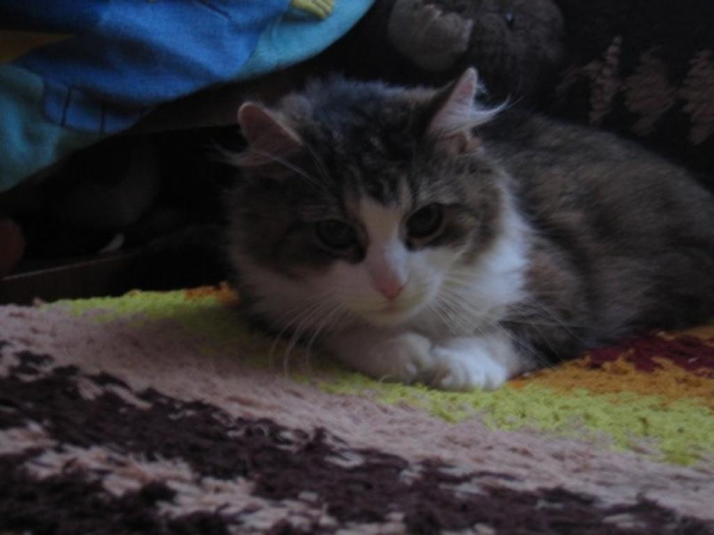 Sveiki! Saku - murr...
Autors: Armands J.