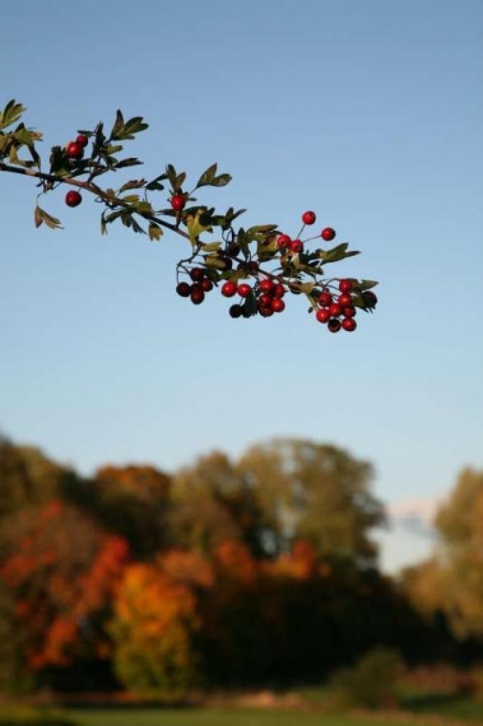 Līdz ar rudeni dabā tiek ienestas visdažādākās krāsas.
Autors: Inga Karlinska