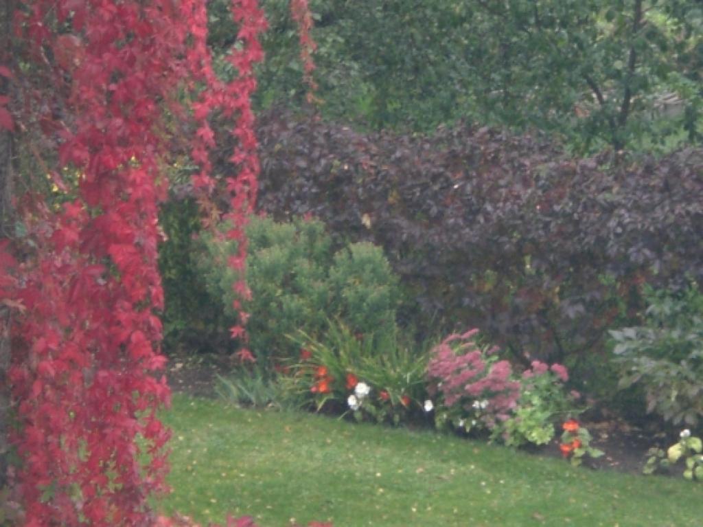 Sārtā rudens krāsa..:)
Autors: Ilona V