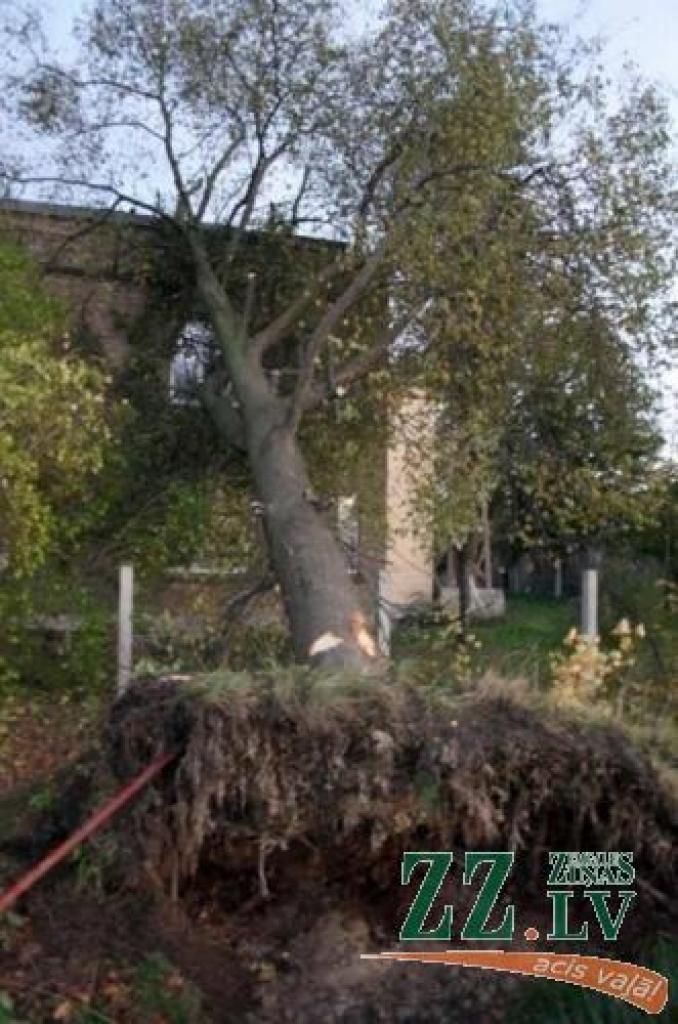 Mājai Rīgas ielā uzgāzusies ar visām saknēm izrauta liepa.
Autors: Inga Karlinska.