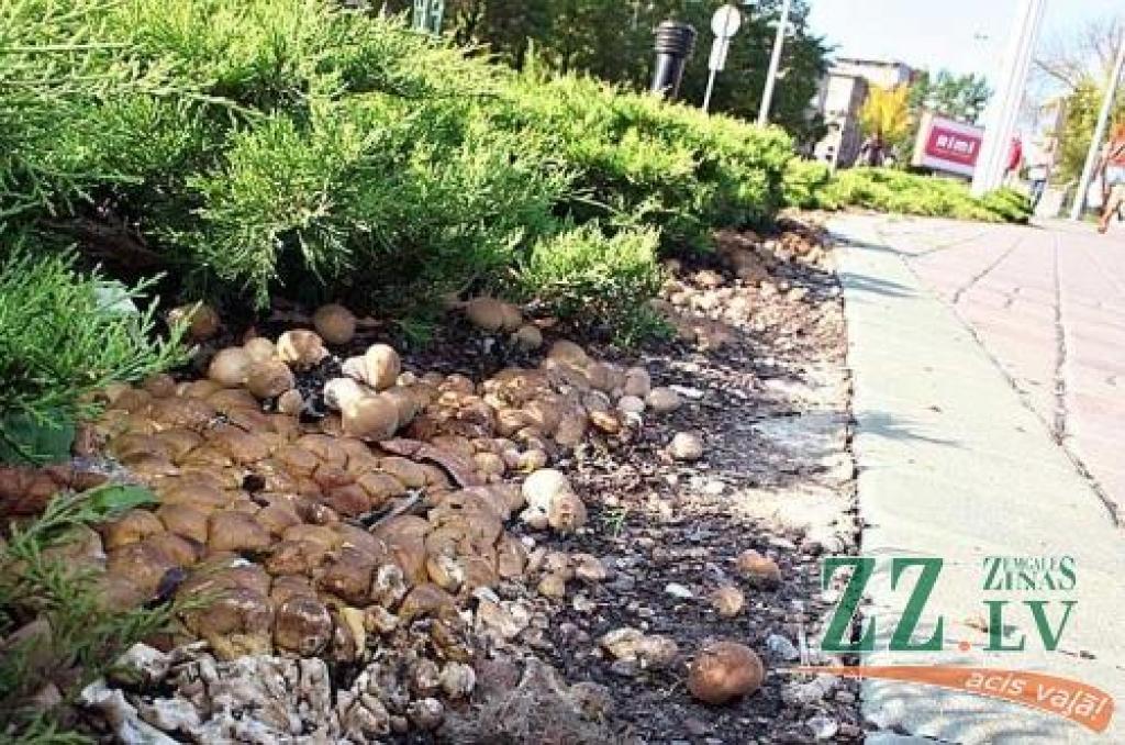 Šoruden nelielas baltas sēnītes papildinājušas skujeņu dobes blakus «Vivo centram». Tas nav nekas neparasts, uzsver botāniķi, paužot, ka piemērotos apstākļos un vidē sēnes ar sporām un micēliju var ļoti ātri savairoties.
Autors: Agris Samcovs.