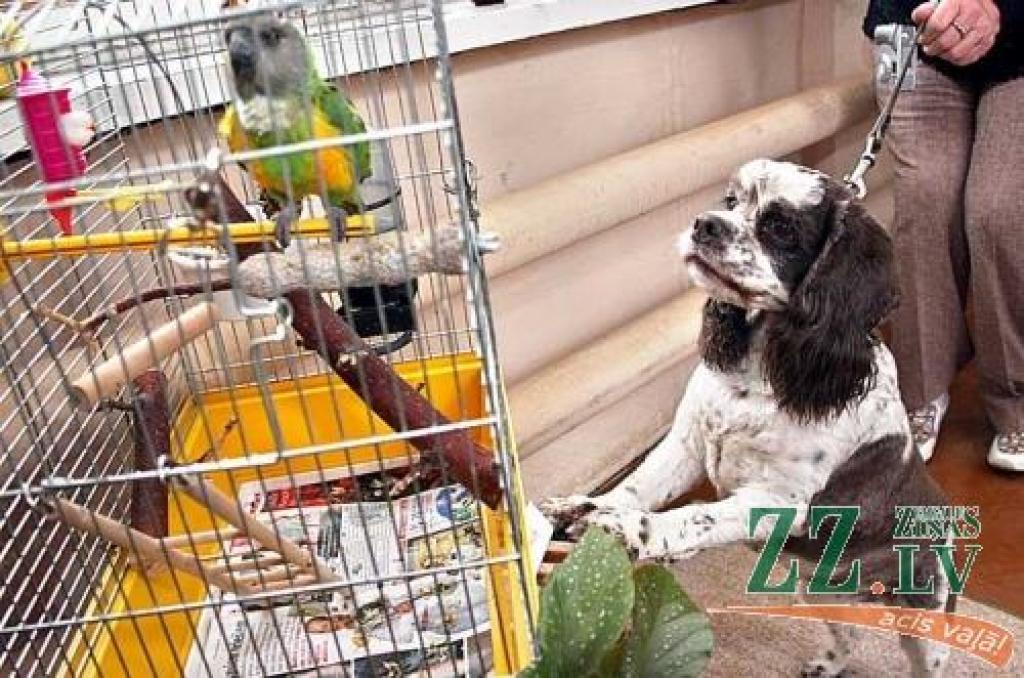 Līdztekus suņu un kaķu fotogrāfijām vislielāko apmeklētāju interesi izraisīja atraktīvie izstādes «dzīvie eksponāti» – sunīte Pegija un papagailis Roma.
Autors: Agris Samcovs.