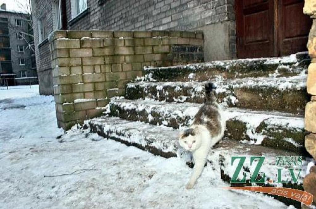 Kaķis, lai nepaslīdētu, var izlaist nagus. Ko darīt cilvēkiem?
Autors: Agris Samcovs.