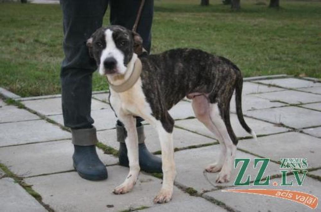 Bezšķirnes suņuks, kuram rados, visticamāk, ir vācu dogs un amerikāņu Stafordšīras terjers, atrasts mežā, piesiets pie koka. Dzīvnieciņš ir salis un novājējis, bet pašlaik atkopjas izolatorā un cer iegūt gādīgu saimnieku.
Autors: Agris Samcovs.