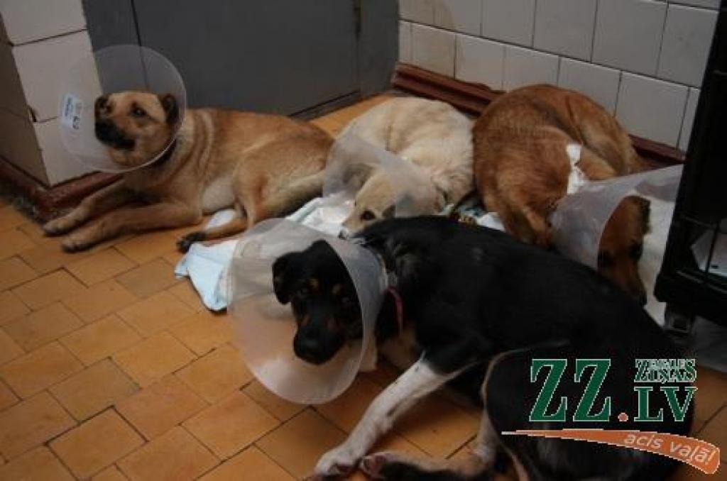 Bez pajumtes palikusī suņu ģimenīte – divas meitenītes (visgaišākā un melnā), puika (pirmais no kreisās) un viņu mamma (no labās) – pagaidām mitinās klīnikā un gaida gādīgus saimniekus.
Autors: Krišjānis Grantiņš.