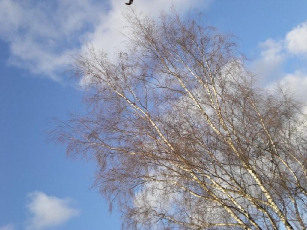 Arī baltie mākoņi...
Autors: Ilona V