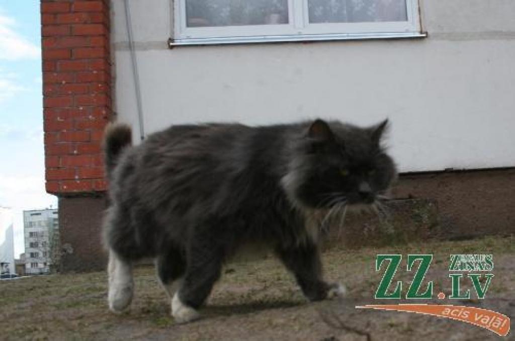 Kaut arī policisti bija kūtri agresīvā kaķa meklēšanā, «Ziņām» tas izdevās dažu minūšu laikā. Pie mājas sastaptā pensionāre apliecināja – tāds zilganpelēks un garspalvains klaidonis runcis pagalmā esot vienīgais. Tiesa, par uzbrukšanas gadījumiem cilvēkiem dzirdēts neesot.
Autors: Agris Samcovs.