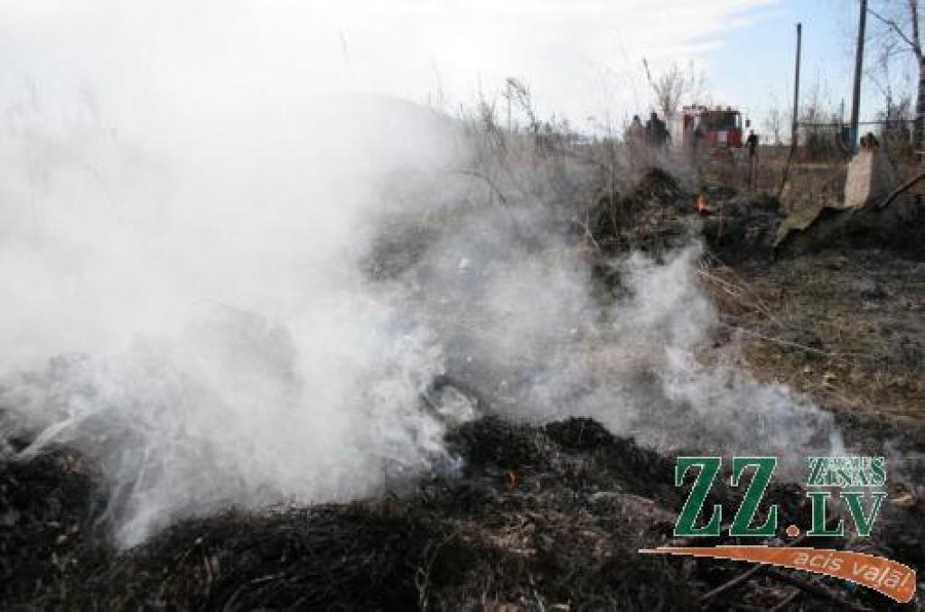 Šogad kūlas svilinātāji sākuši uzdarboties, pat nesagaidot pavasari.
Autors: No «Ziņu» arhīva.