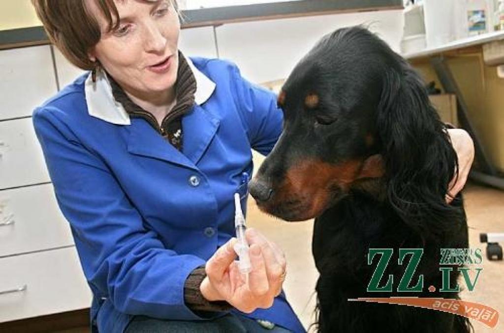 Suņuks šļirci neuzticīgi aposta, taču nebaidās. Veterinārārste Ilze Pētersone parūpēsies, lai ar vienu «čiks, un viss» nodrošinātu četrkājainim imunitāti pret noteiktu saslimšanu.
Autors: Agris Samcovs.