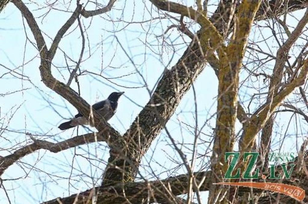Ornitologi lielu jēgu vārnveidīgo putnu ligzdu iznīcināšanā nesaskata. Pieredze liecina, ka pēc kāda laika tās tiek atjaunotas līdzšinējā vietā.
Autors: Agris Samcovs.