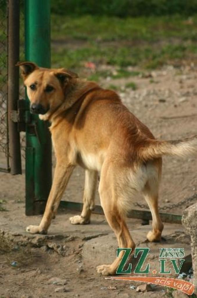 Informācija par to, kādā veidā dots rīkojums par inficēto suņu nonāvēšanu, joprojām ir pretrunīga...
Autors: No «Ziņu» arhīva.