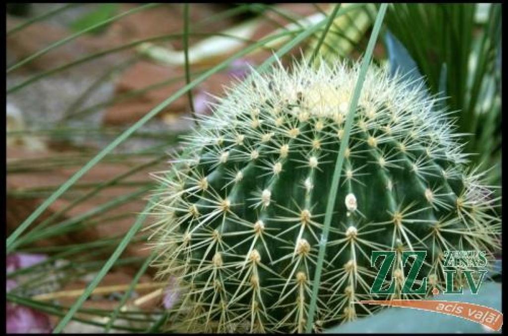 Izstādē būs aplūkojams plašs gan populāro, gan ne tik pazīstamo telpaugu klāsts, no ciklamenām, atraitnītēm un kallām līdz gerberām, sukulentu kompozīcijām un citām istabas puķēm.
Autors: No «Ziņu» arhīva.