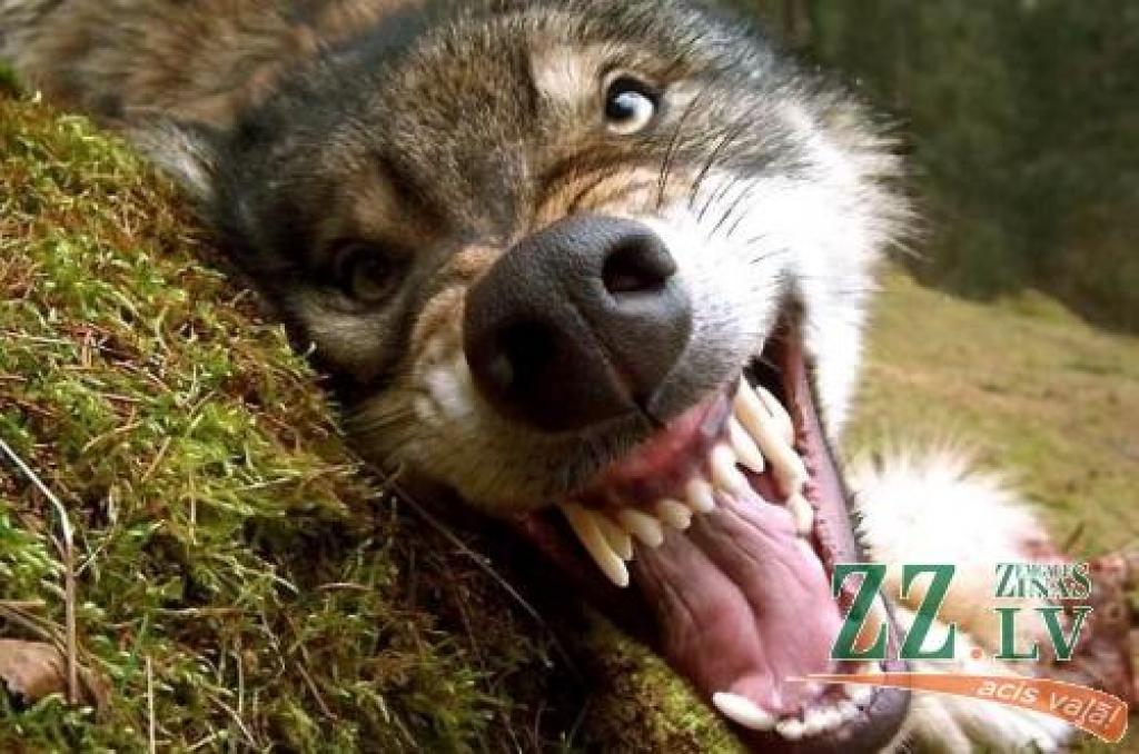 Klaiņojošais pelēcis, kas Glūdas pagastā nokodis vairākus suņus, tagad likvidēts.
Autors: No «Ziņu» arhīva.