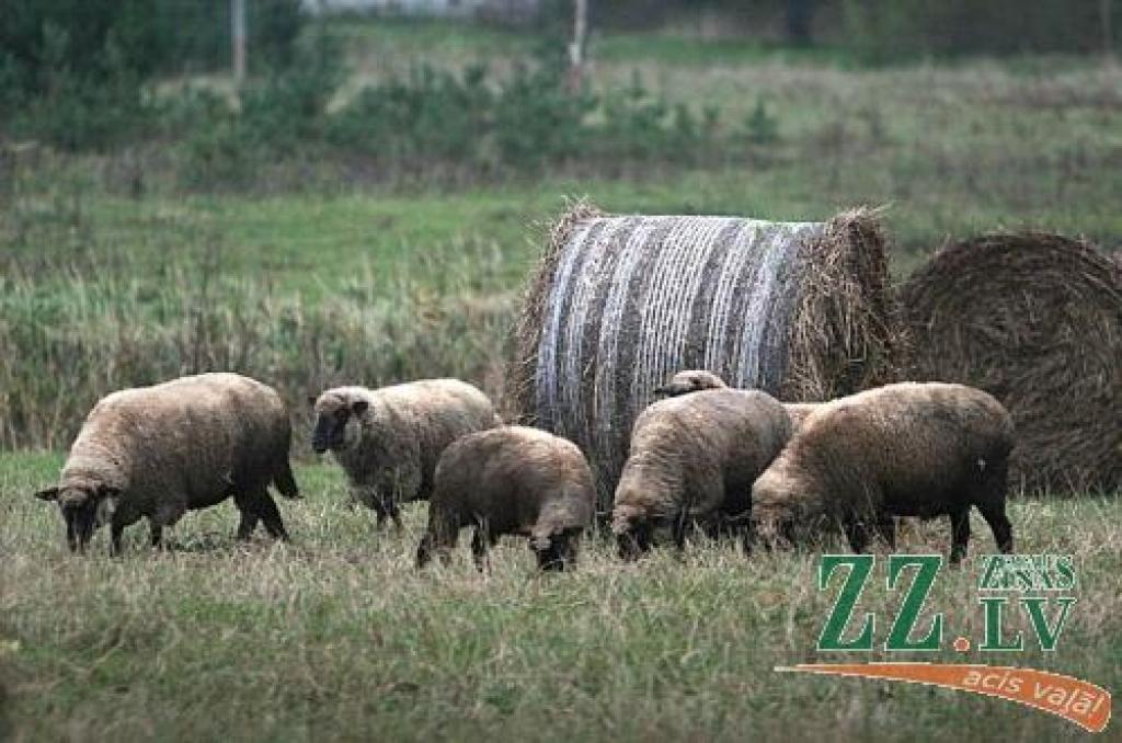 Bez raizēm pašlaik saimnieko aitkopji. Atbalsts par aitu mātēm veiksmīgi izmaksāts decembrī, bet nākamais plānots šā gada nogalē.
Autors: No «Ziņu» arhīva.