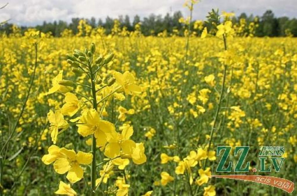 Rapsis - pagaidām vēl dabīgais. Kā būs nākotnē?
Autors: No «Ziņu» arhīva.