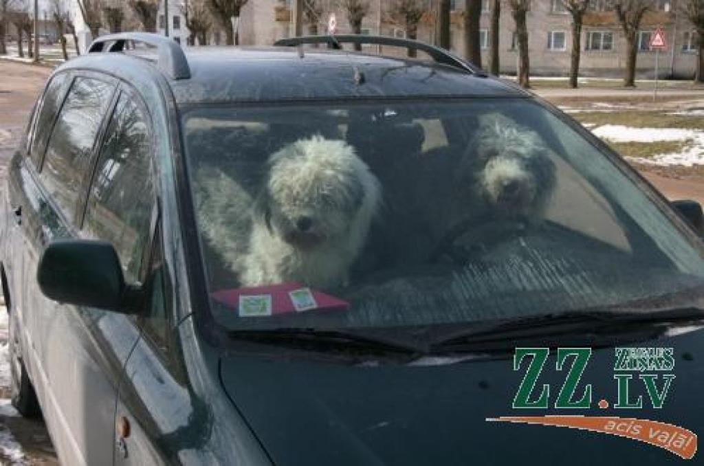 Par suņu ieslodzīšanu automašīnā saimniekiem šoreiz, šķiet, izdosies tikt sveikā ar naudassodu...
Autors: Inga Karlinska.