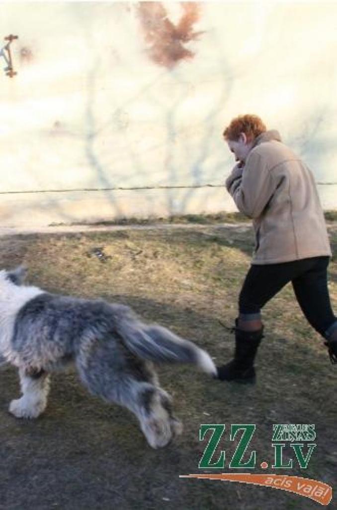 Viens no bobteiliem ticis brīvībā,...
Autors: Inga Karlinska.