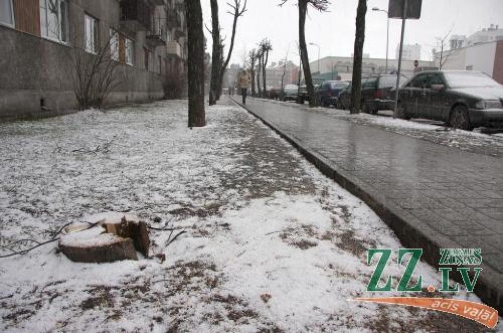 Katoļu ielas malā iepriekš atzīmētas sešas liepas, kas dažādu bojājumu vai slimību dēļ vairs nebija perspektīvas.
Autors: Krišjānis Grantiņš.