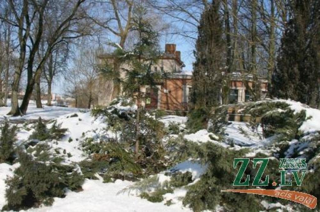 Jelgavas pils parka kopēji aicina floristus neiegādāties no šaubīgiem pircējiem nozagtos skujeņus.
Autors: Inga Karlinska.