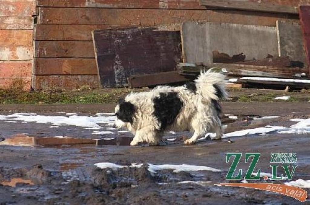 Klaiņojošie suņi Tērvetes un Zirgu ielas apkaimē rada bažas apkārtnes iedzīvotājiem.
Autors: Krišjānis Grantiņš.