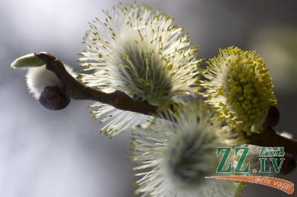 Audziet apaļi kā pūpoli!
Autors: No «Ziņu» arhīva.