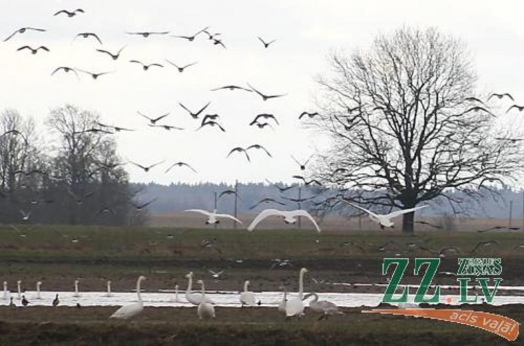 Bramberģes pusē ziemā nesabojātie kukurūzas graudi un ūdens tuvums radījis patīkamus apstākļus simtiem gulbju.
Autors: Inga Karlinska.