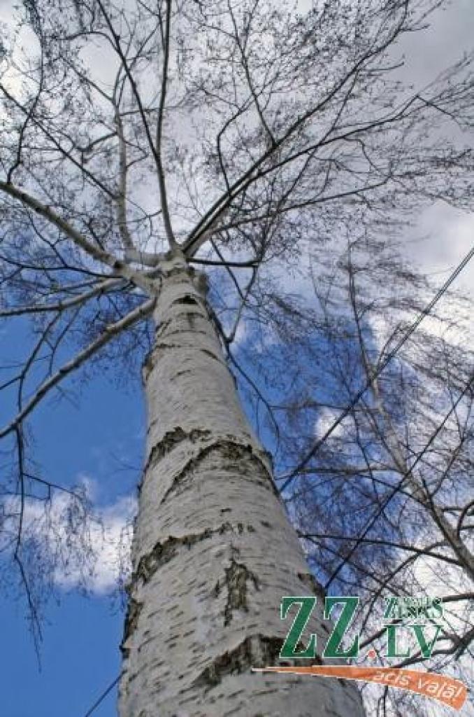 Agrais pavasaris jau pamodinājis bērzus - tātad sulu tecināšanas laiks ir klāt.
Autors: No «Ziņu» arhīva.